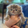 Blue Tabby Exotic Shorthair Male Kitten