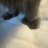 Male Grey polydactyl doll face Persian