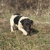 AKC Jack Russell Stud