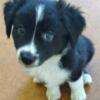 Toy Australian Shepherd