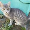 Sweet and smart grey kitten large with big eyes long face