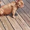 Fluffy French bulldog puppies,14  weeks old 3 available