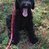 Medium goldendoodle puppy