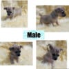 Chihuahuas  puppies female a male