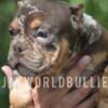 Chocolate Tri Merle Exotic bully 6k