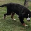 Bernese Mountain dog, very nice , loves people.