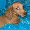 Female Miniature Longhaired Dachshund 