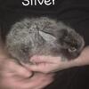 4 baby lion lops needed forever home