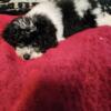 CKC Yorkiepoo female puppy