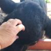 Sell/Trade/Payments ok, Registered MICRO MINI Angus COW, Super Friendly, Delivery available