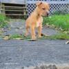 2 females & 1 male American bully puppies