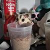 3yr old male Sugar Glider