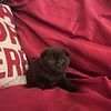 Scottish Fold Kittens