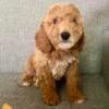 Mini poodle pup for sale