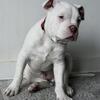 Smartest pitbull