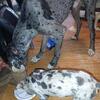 Great dane
