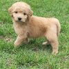 f1b Labradoodles nonshed & hypoallergic in No VA close to MD & DC ready now!