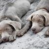 AKC Lab  Labrador Retriever last pup 2 years old silver girl