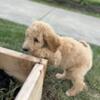 Golden doodle female puppy