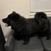 6 Month Old Chow Chow Puppy for Rehoming