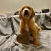 Akc golden retrievers for sale