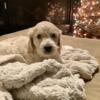 Labradoodle Puppies for Loving Homes