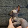 Canadian sphynx kittens