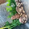 Young male Mojave ball python up for rehome