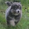 POMSKY puppy  (Fido)