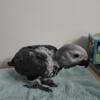 Baby Congo African Grey