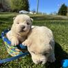 Chow Chow Puppies Rockmart GA