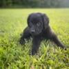 German Shepherd Golden all Black