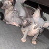 Sphynx kittens Miami