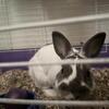 Trying to find a nice size home for him. Name is Remi