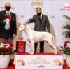 Stud- AKC GCH Dogo Argentino