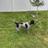 Female Bluetick Coonhound