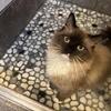 Ragdoll Boy