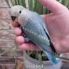 3 male baby Lovebirds white face