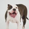 ABKC XL American Bully for sale or trade