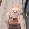 ISO Long-haired female chihuahua