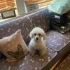 Female Toy poodle (adult)