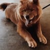 Chow Chow female 3 years old looking for a lover,need to mate, looking for same breed: chow chow