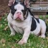 Exotic  Short Male Bully