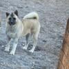 3 year old Female Akita