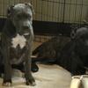 Cane Corso 5 months available now