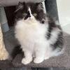 Pure Persian baby boy. CFA registration