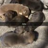 Puppies Forsale Ready 2 Go