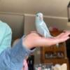 For Sale 3 Parrotlet Babies weaned split to cobalt & pied