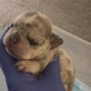 French bulldog New shade Isabella