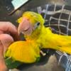 4 Baby Golden Conures Looking For Their Forever Homes